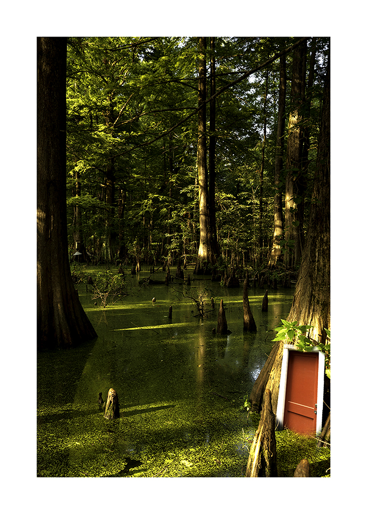 A red door is photoshopped into a swamp