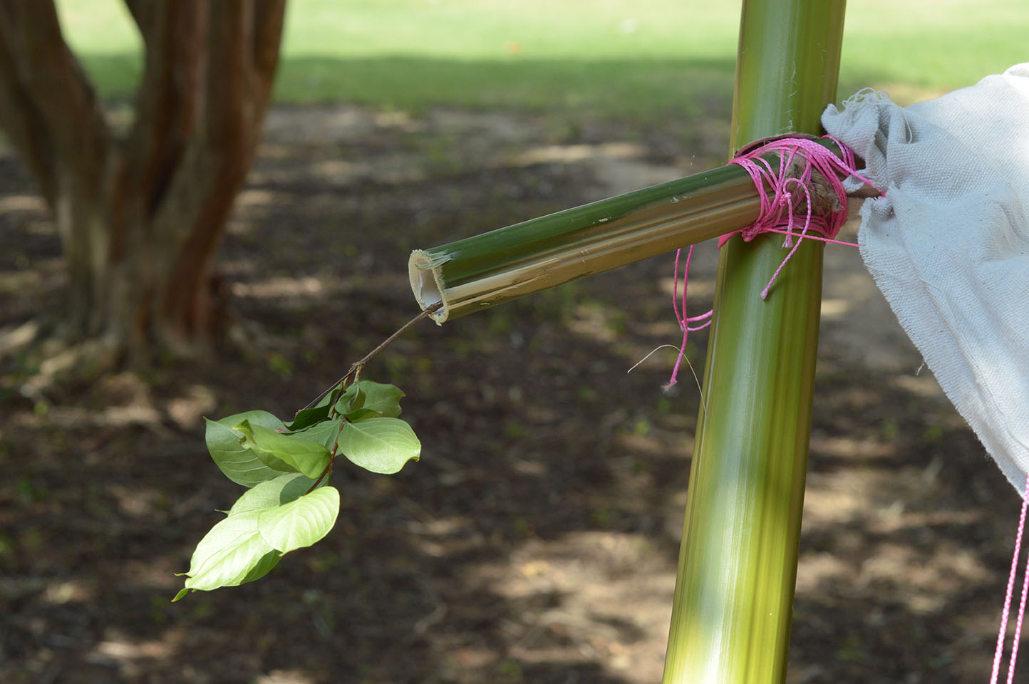 Twine holding cloth to bamboo stalk