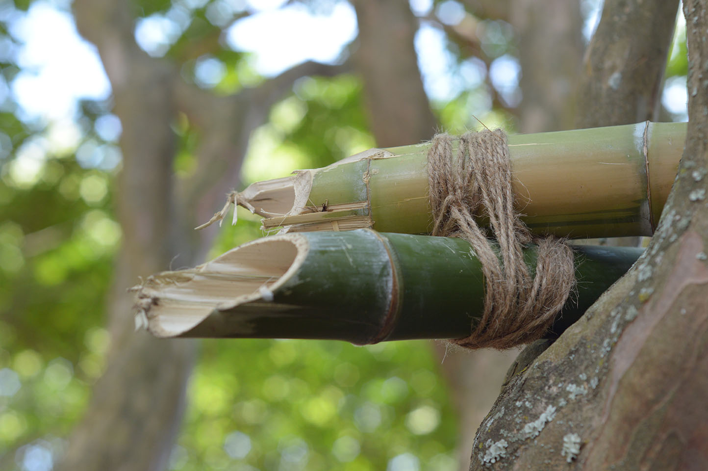 Close up of twine holding two bamboo together