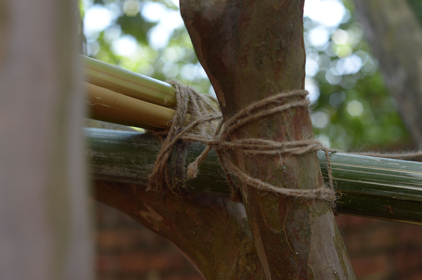 another close up of twine holding bamboo together to make shelter