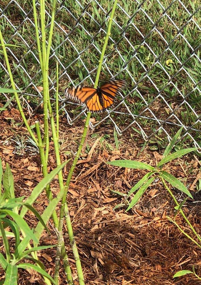 close up of monarch butterfly in MLK Park in Bay St Louis