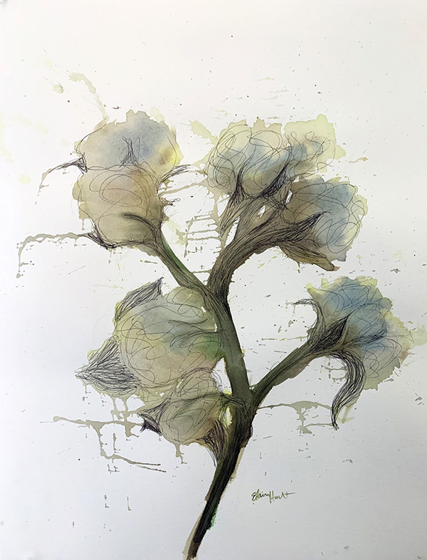 Watercolor and pen drawing of a cotton plant on white background.