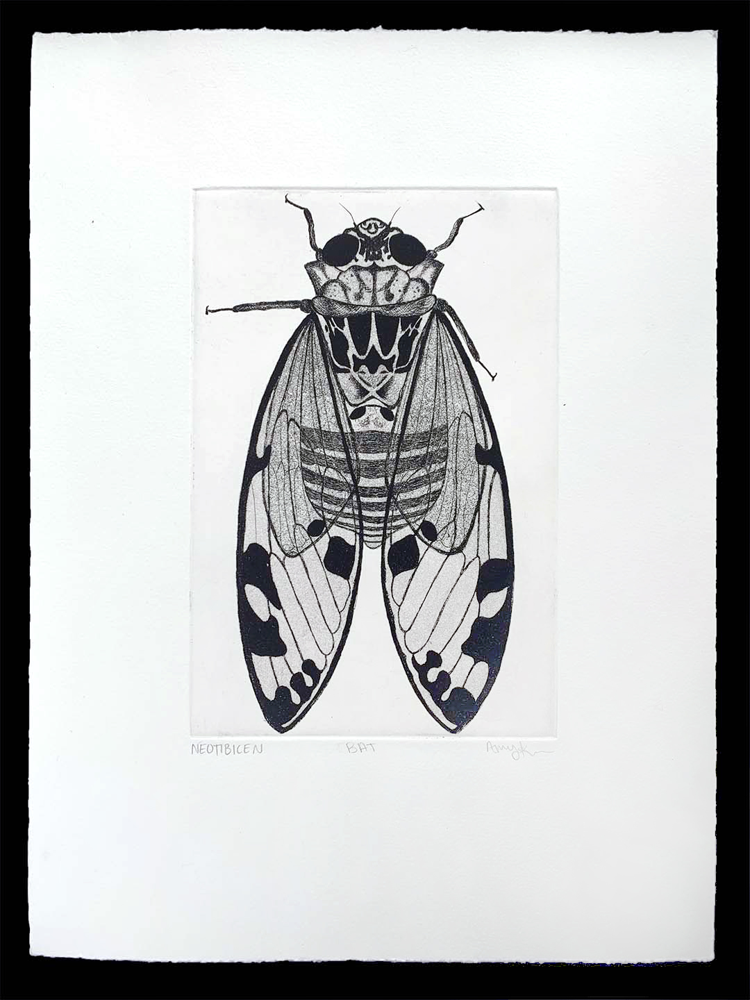 Black and white illustration of an insect with wings.