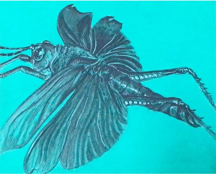 Charcoal gray drawing of a grasshopper on teal paper.