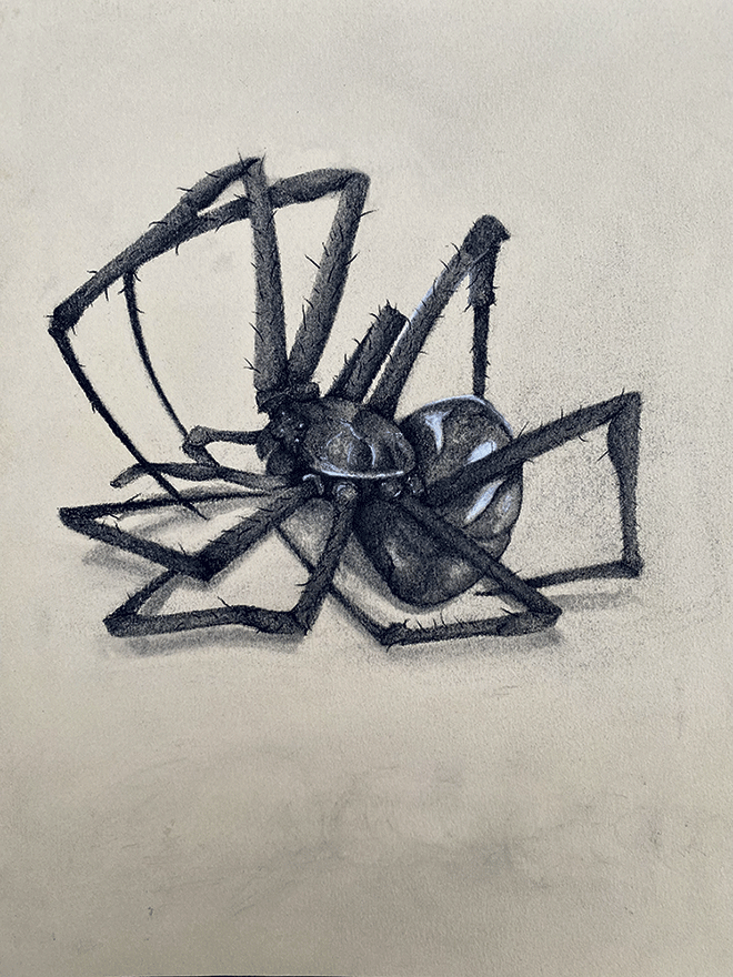 Drawing of a black spider on white background.