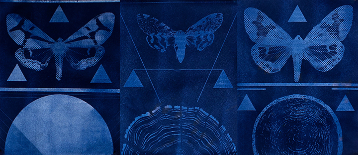Three blue images of winged insects.