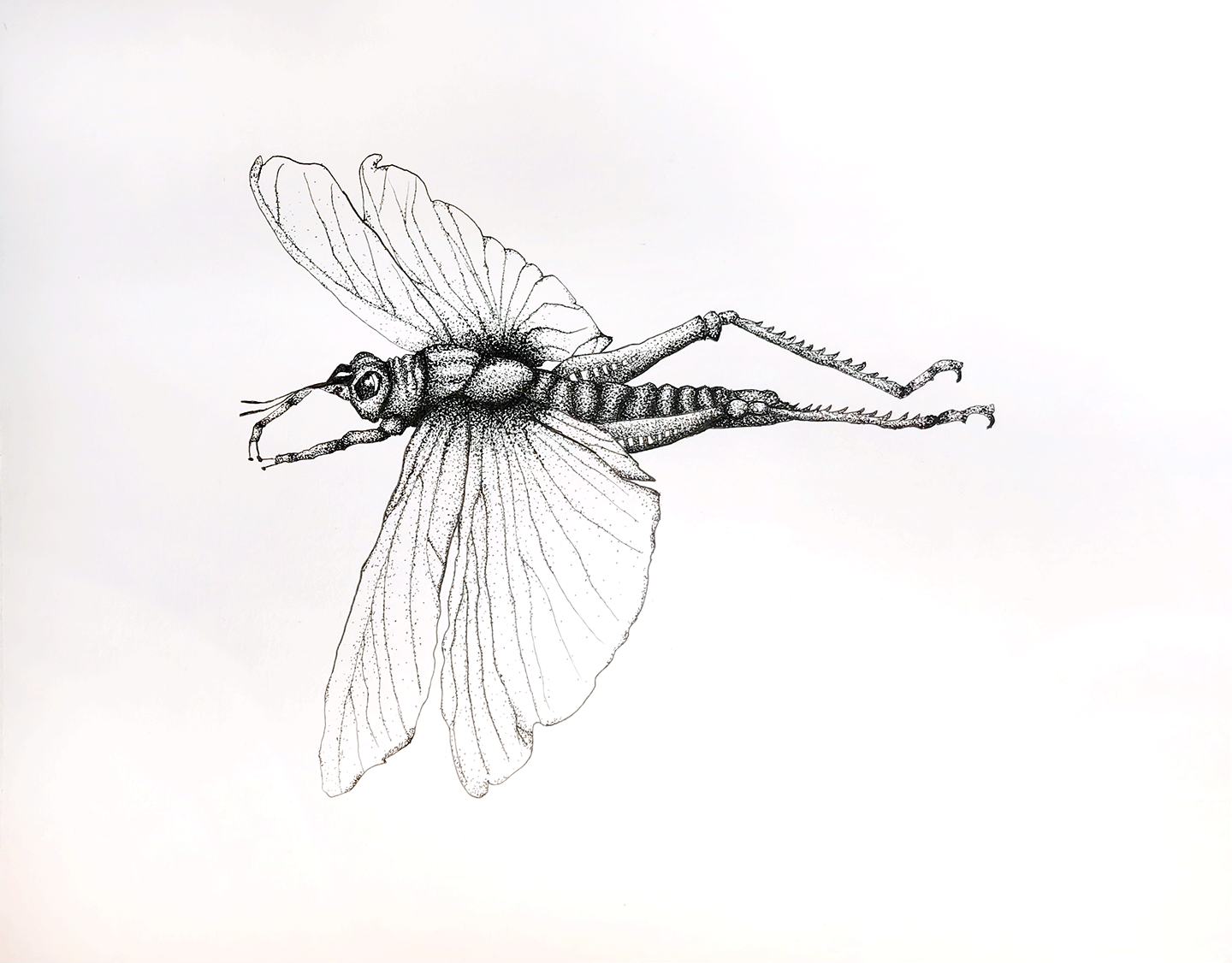 Black and white ink drawing of a grasshopper.