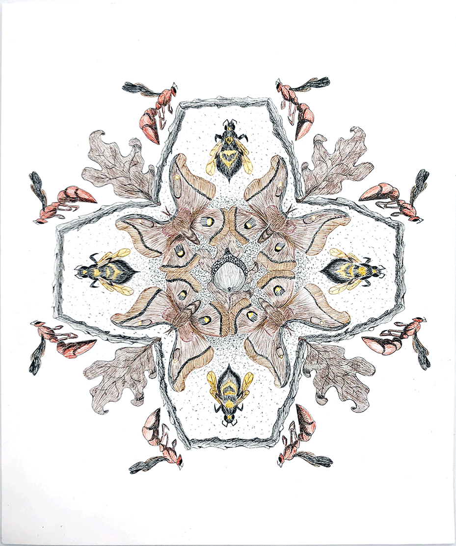 Drawing of a circle mandala design made of different types of bugs and insects.