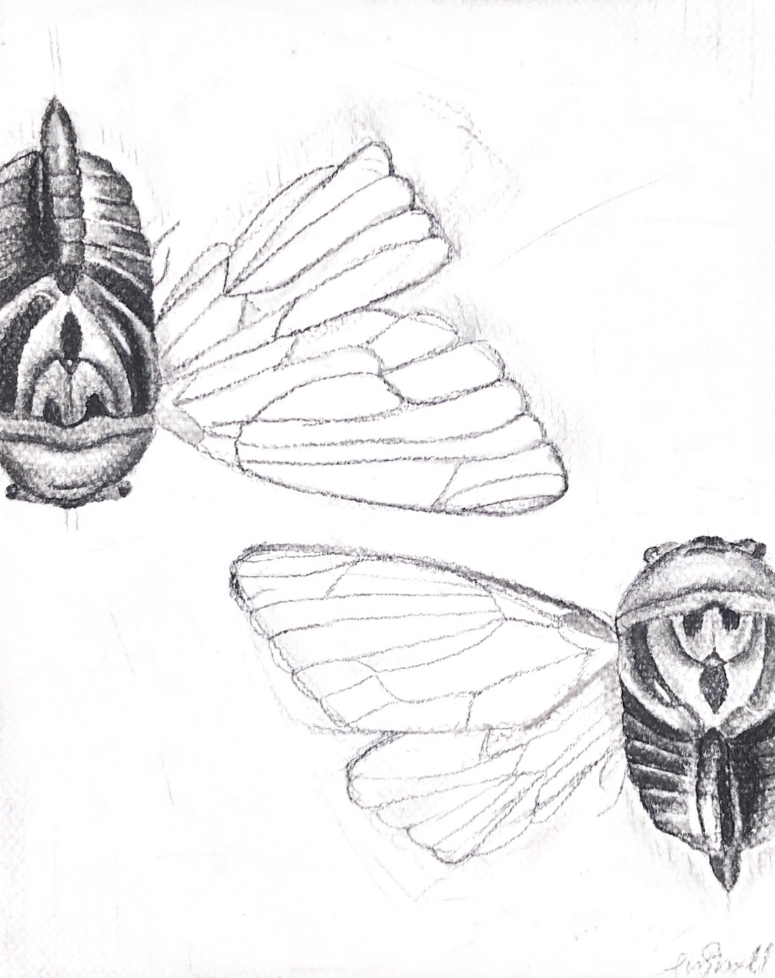 Black and white drawing to two flying insects.
