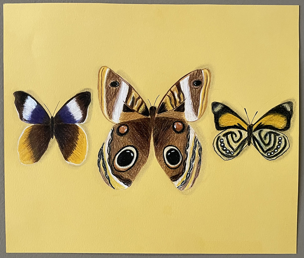 Drawing of three butterflied on a yellow background.