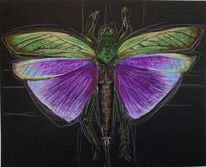 Green and purple drawing of an insect on black paper.