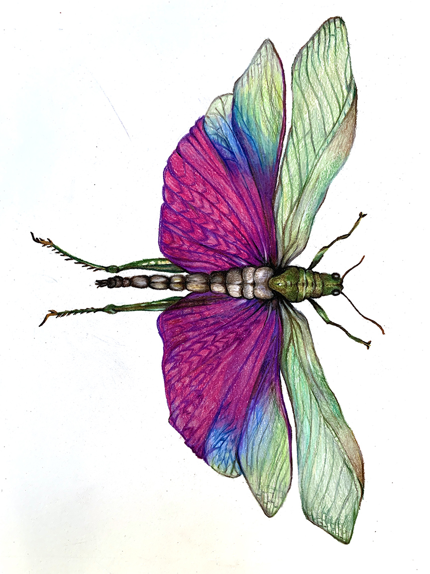 Drawing of a green and purple insect.