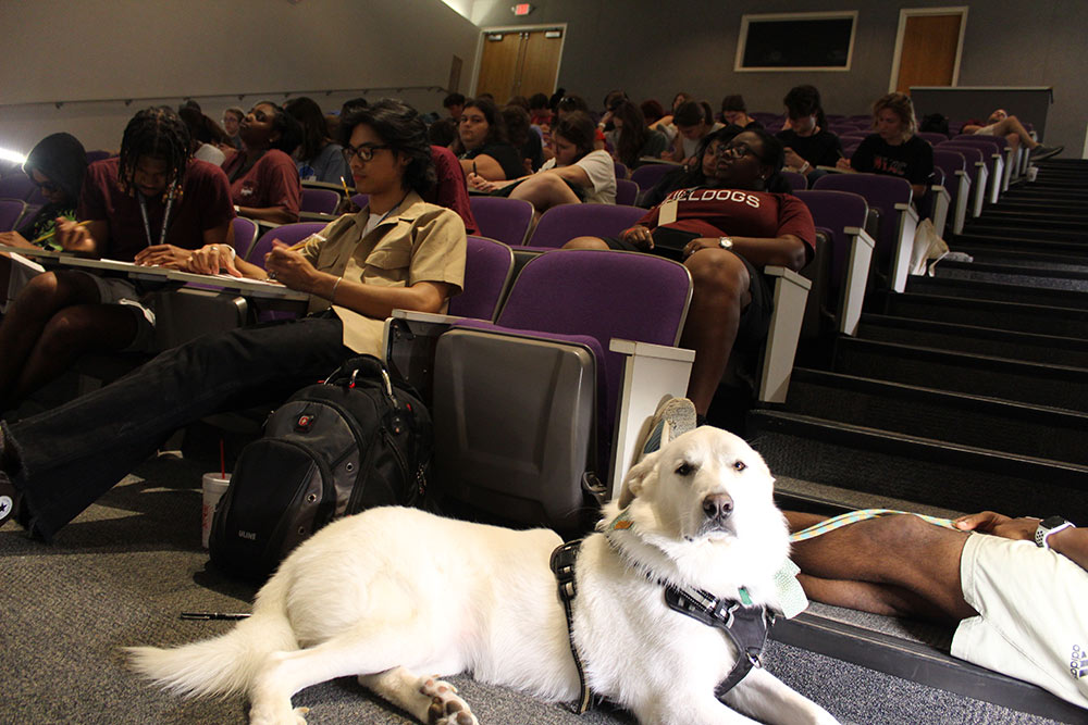 Full view of Design Discovery campers sitting in an auditorium with a white dog laying in the front of the room.