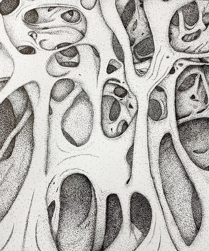 Pen drawing of a microscopic view of spongy bone.