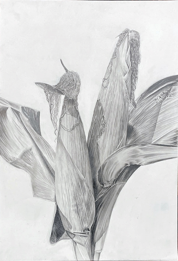 Pencil drawing of corn.