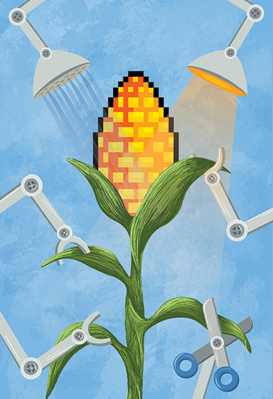 Digital illustration of corn cobb on a stalk being nurtured by robotic arms.