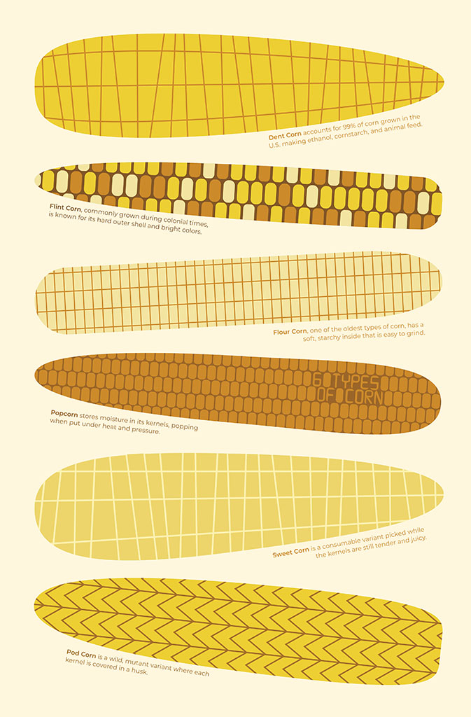 Digital illustration of six types of corn arranged in a column.