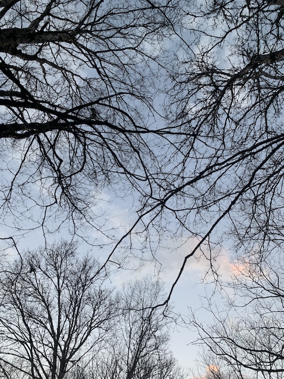 Picture of tree branches from the ground up