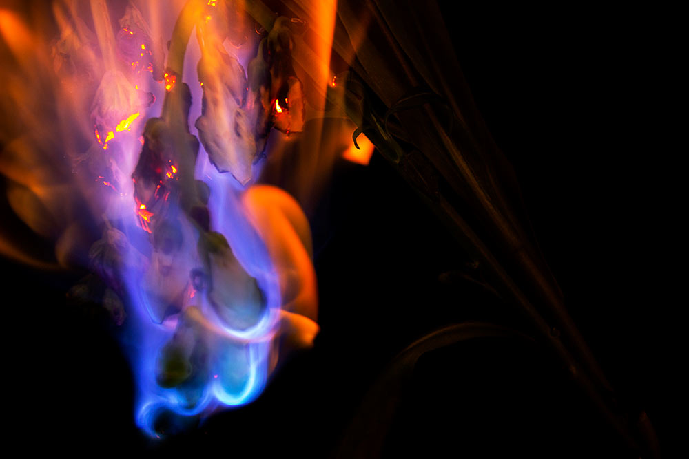 flowers on fire