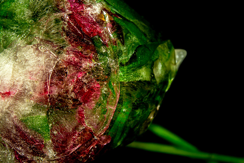 red flowers with green leaves and stem in ice