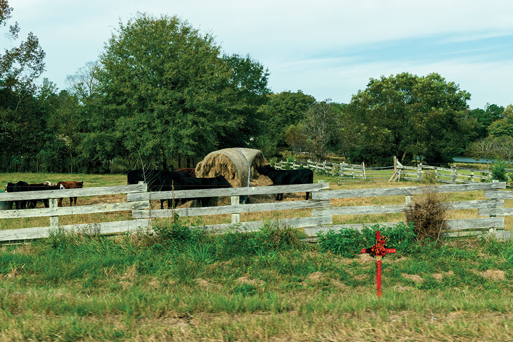 red cross in grass in front of wooden fence - cows eating hay seen in field behind fence