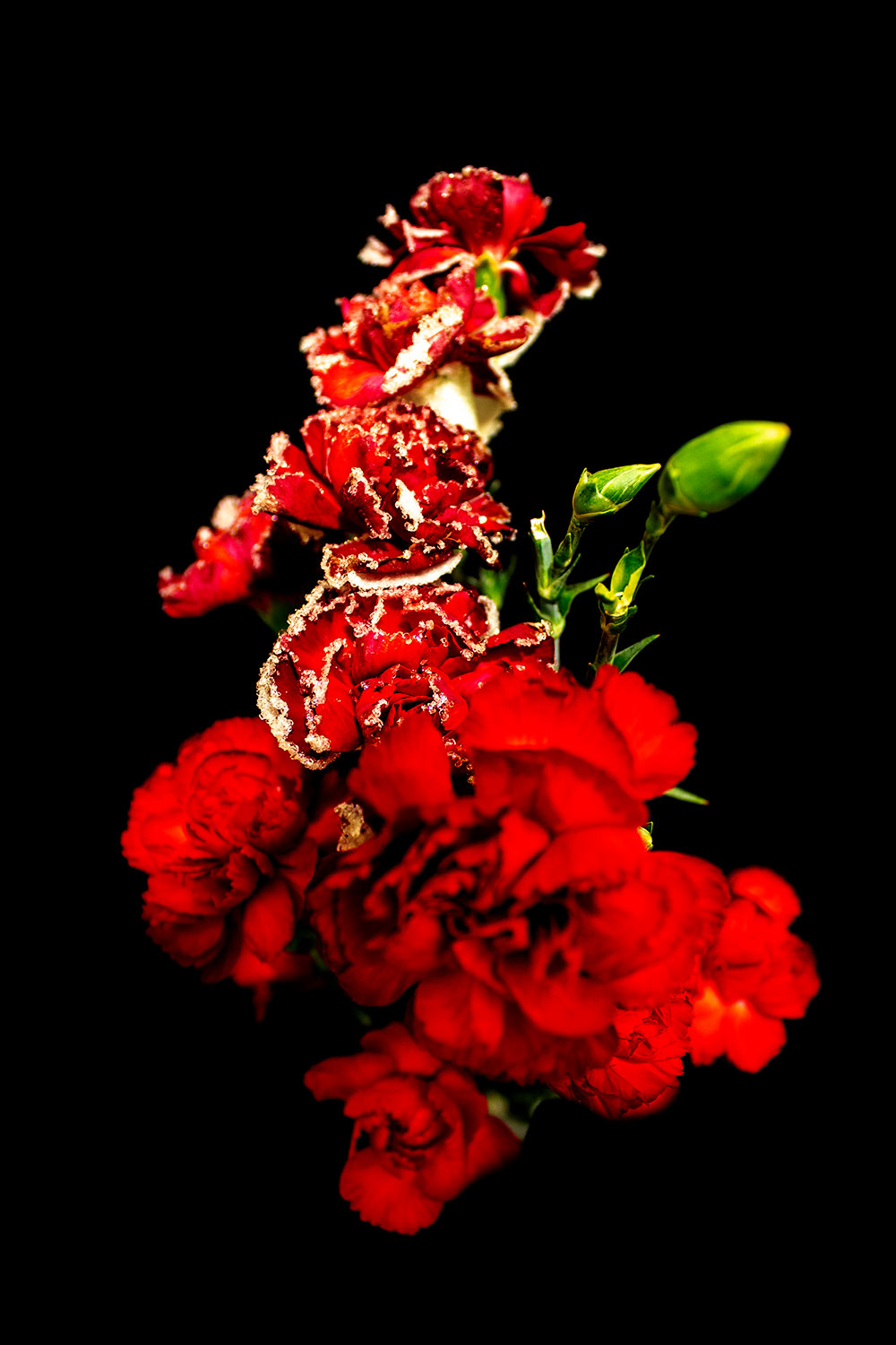 red carnations on black background