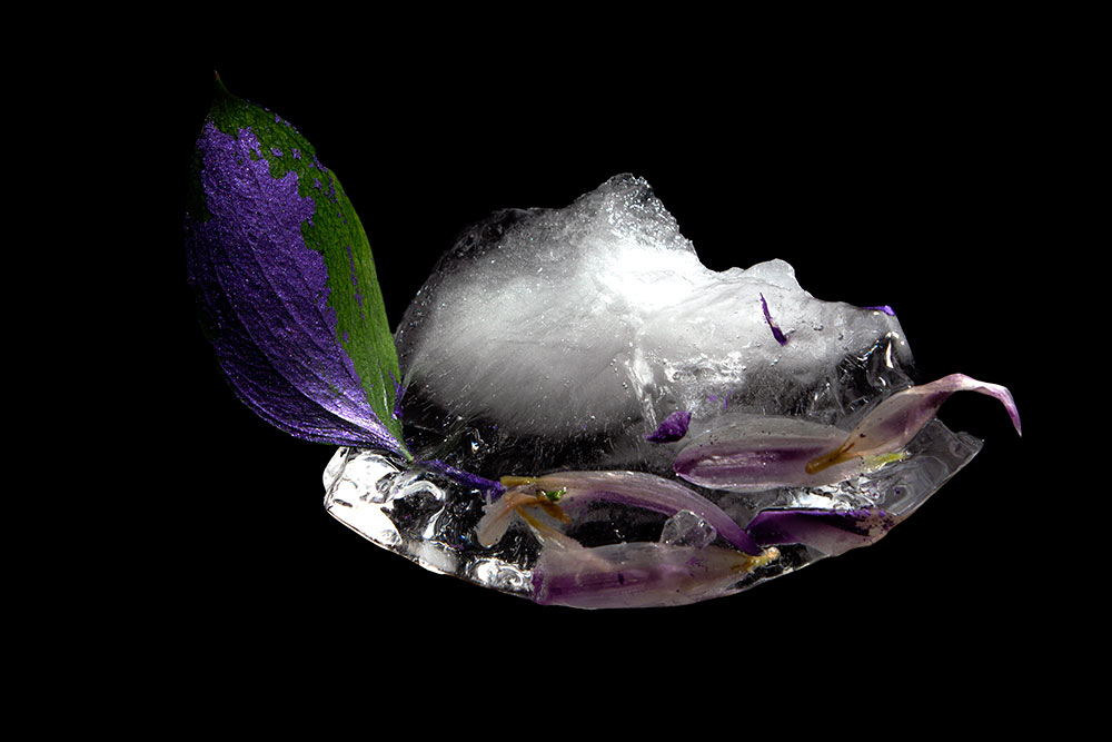 purple flower bloom coming out of ice block with flowers inside