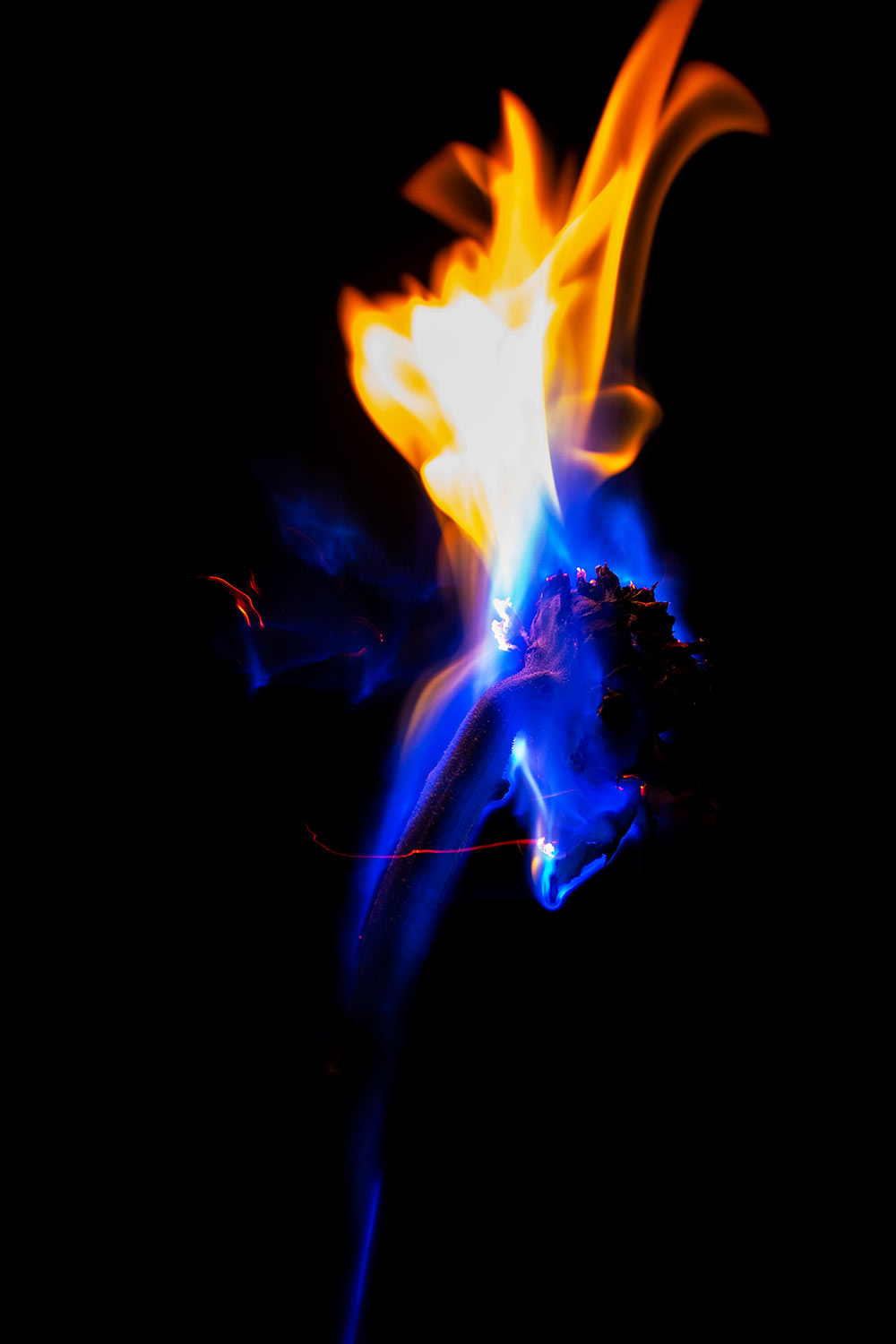 flower on fire - yellow and blue flames