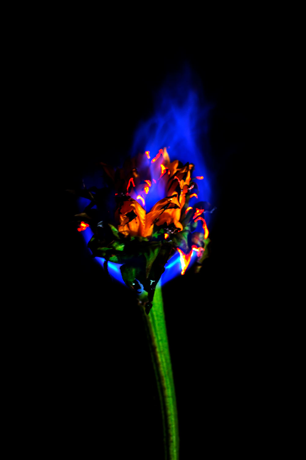 orange flower on fire with blue flame on black background