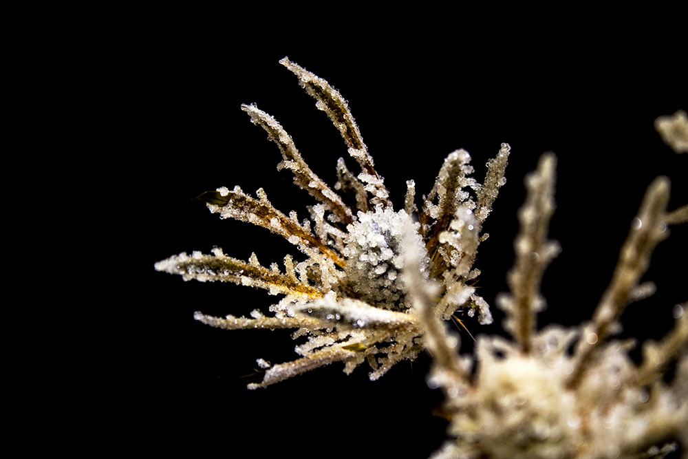 flower/stick covered in white frost on black background