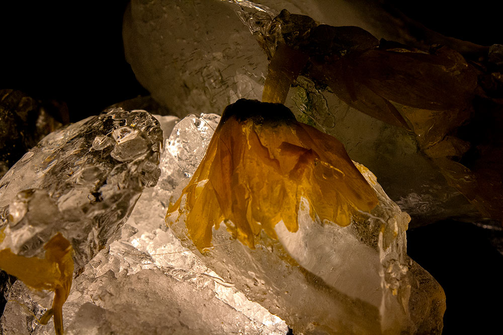 yellow flower wilting over ice