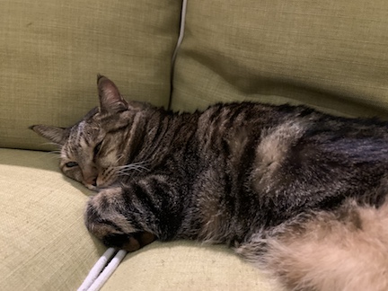Image of cat on couch