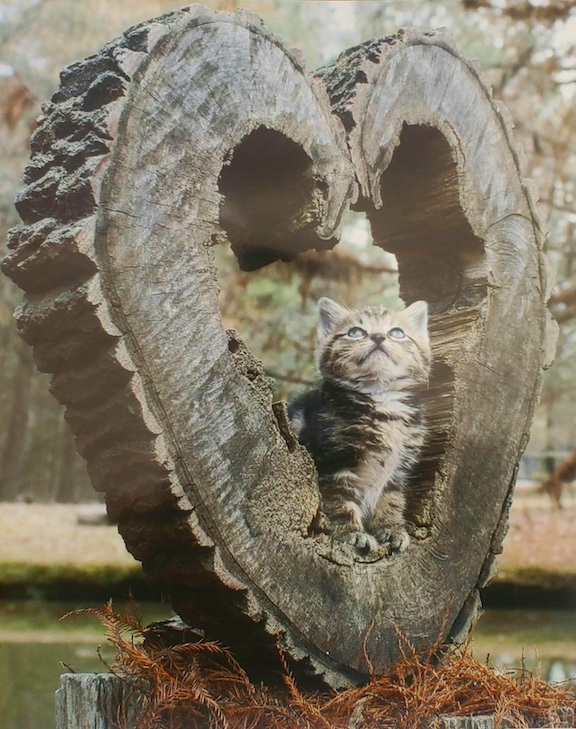 Picture of kitten sitting in hollow stump shaped like a heart.