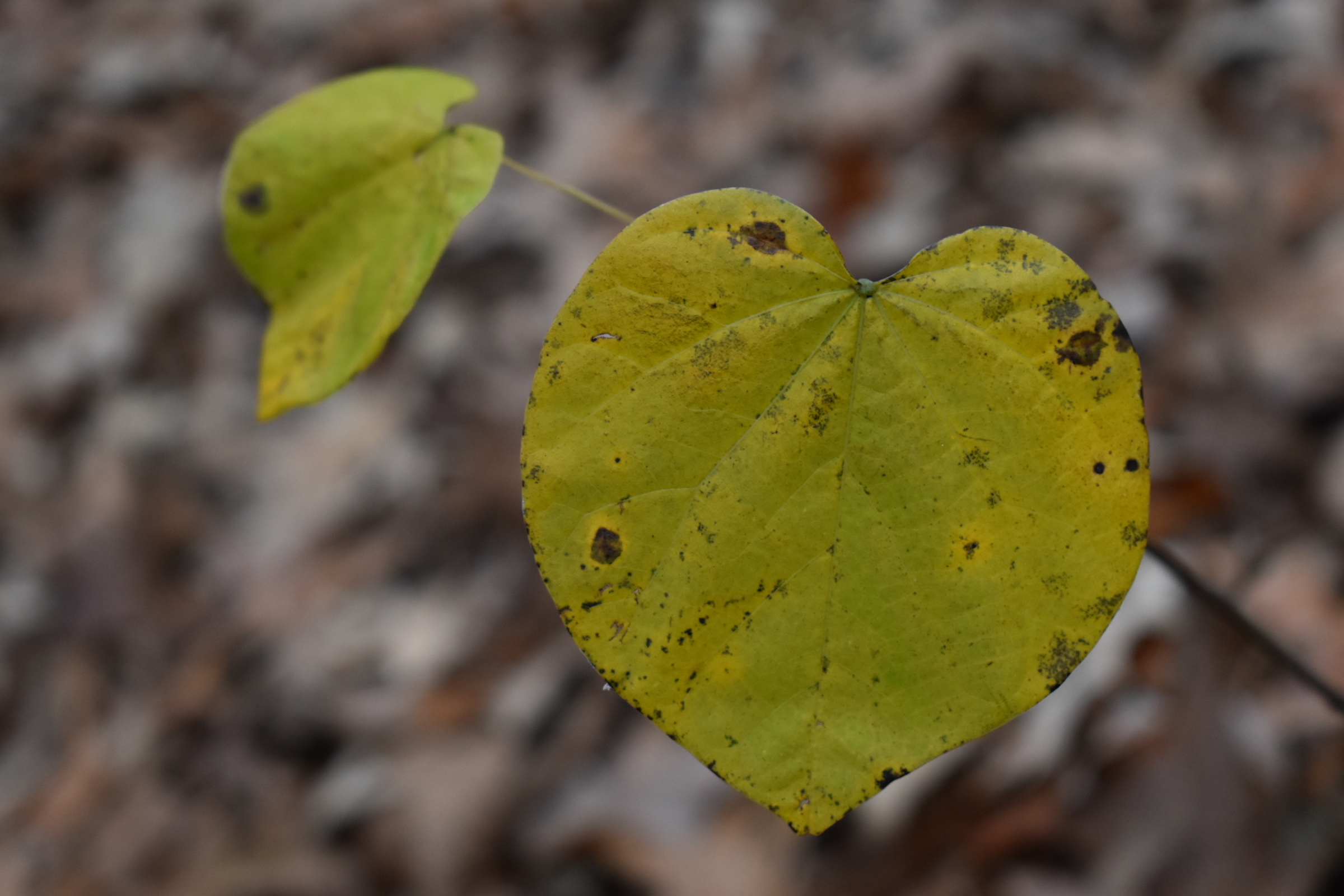 Close up of leaves.