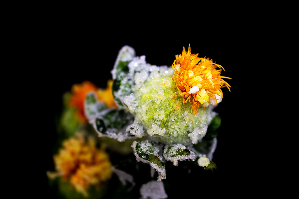frost on yellow and green flower