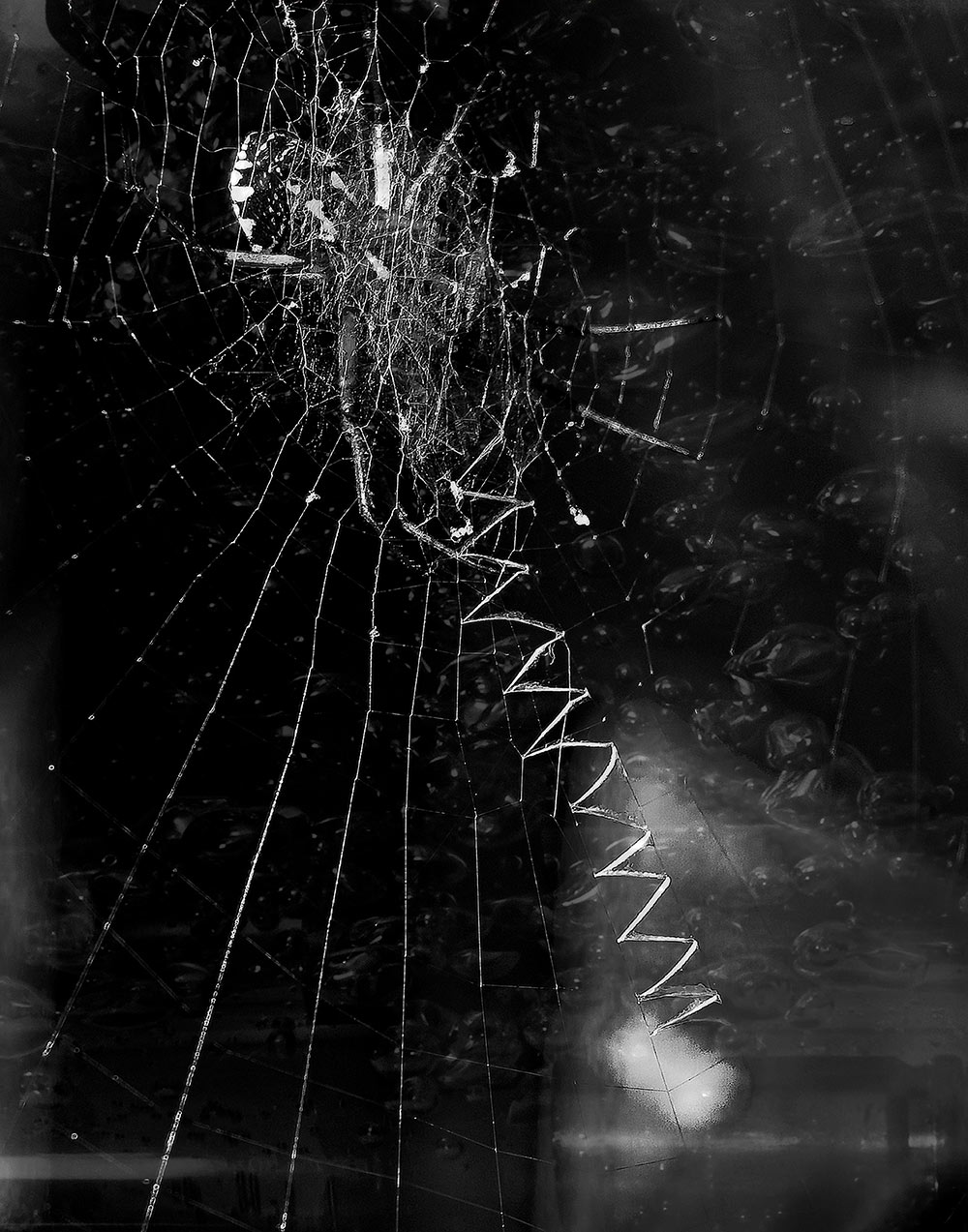 black and white image - looks like spiderweb