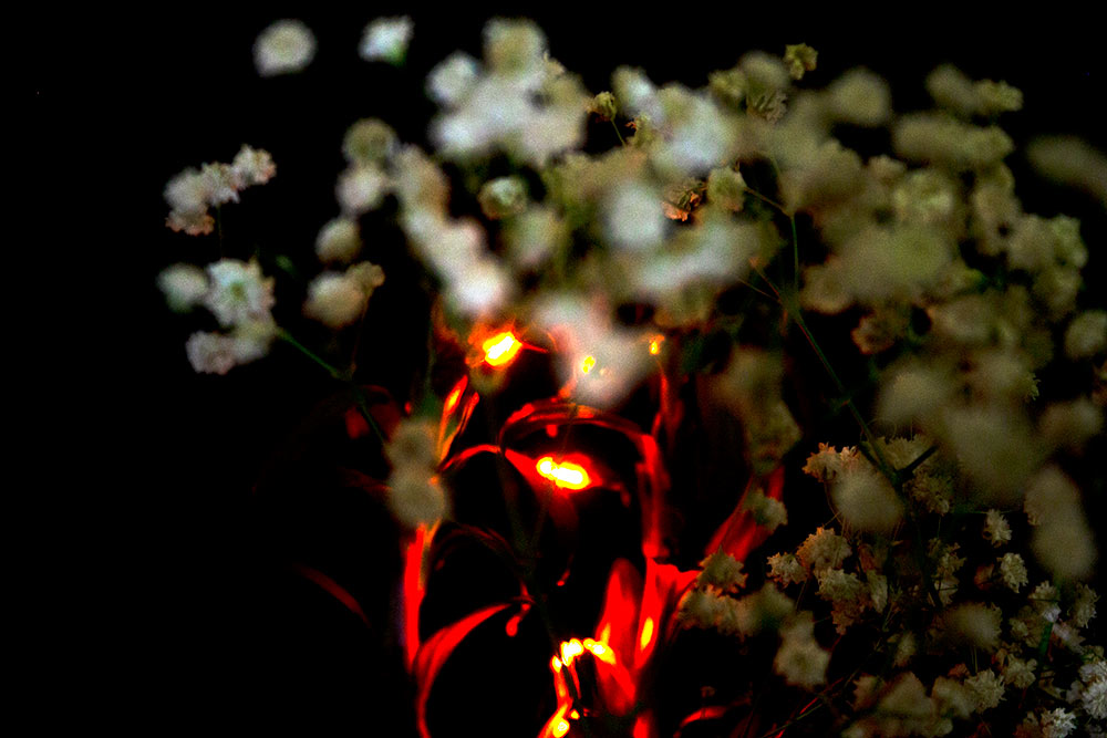 small white flowers in foreground, larger flower behind looks like it's on fire with red glow