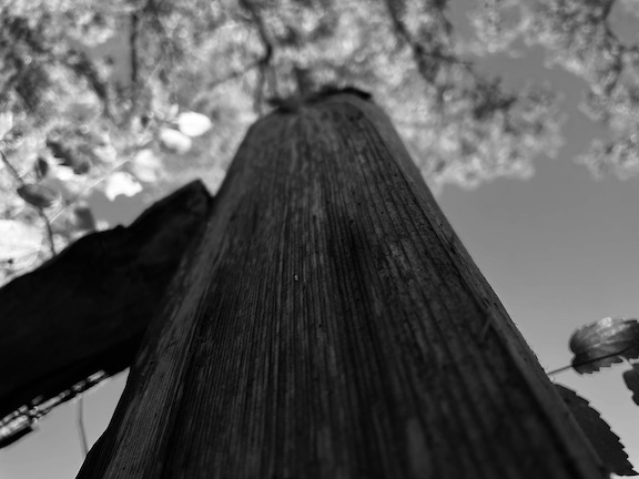 Picture of wooden post from the ground up.