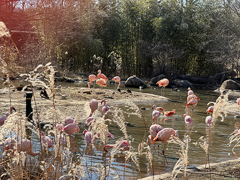 Photograph of flamingos.