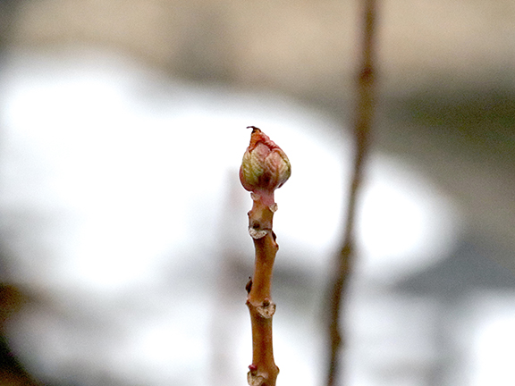 Close up photograph of a flower bud outside.