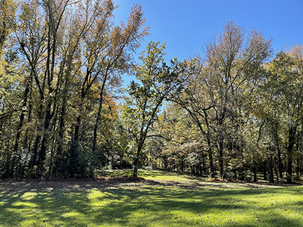 Photograph of grass and trees.