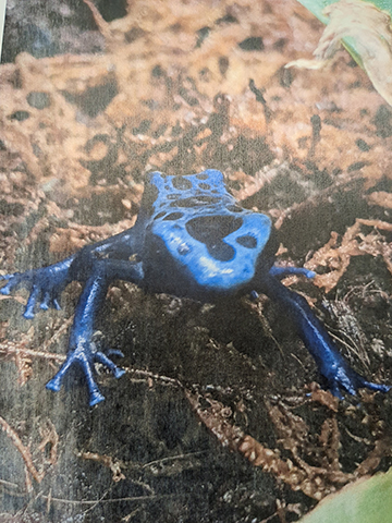 Photograph of a picture of a blue dart frog.