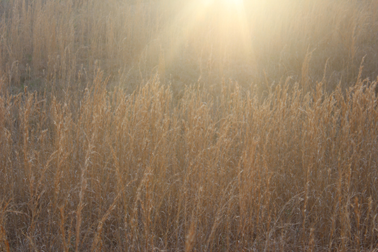 Photograph of a field of tall reeds.