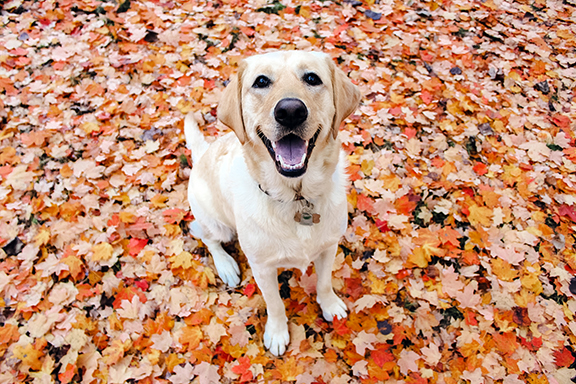 Color photograph of a light tan labrador dog sitting on the ground covered in orange leaves.