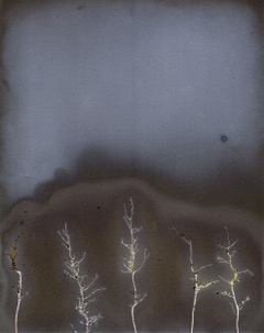 Grainy depiction of organic plant shapes placed vertically on a gray background.
