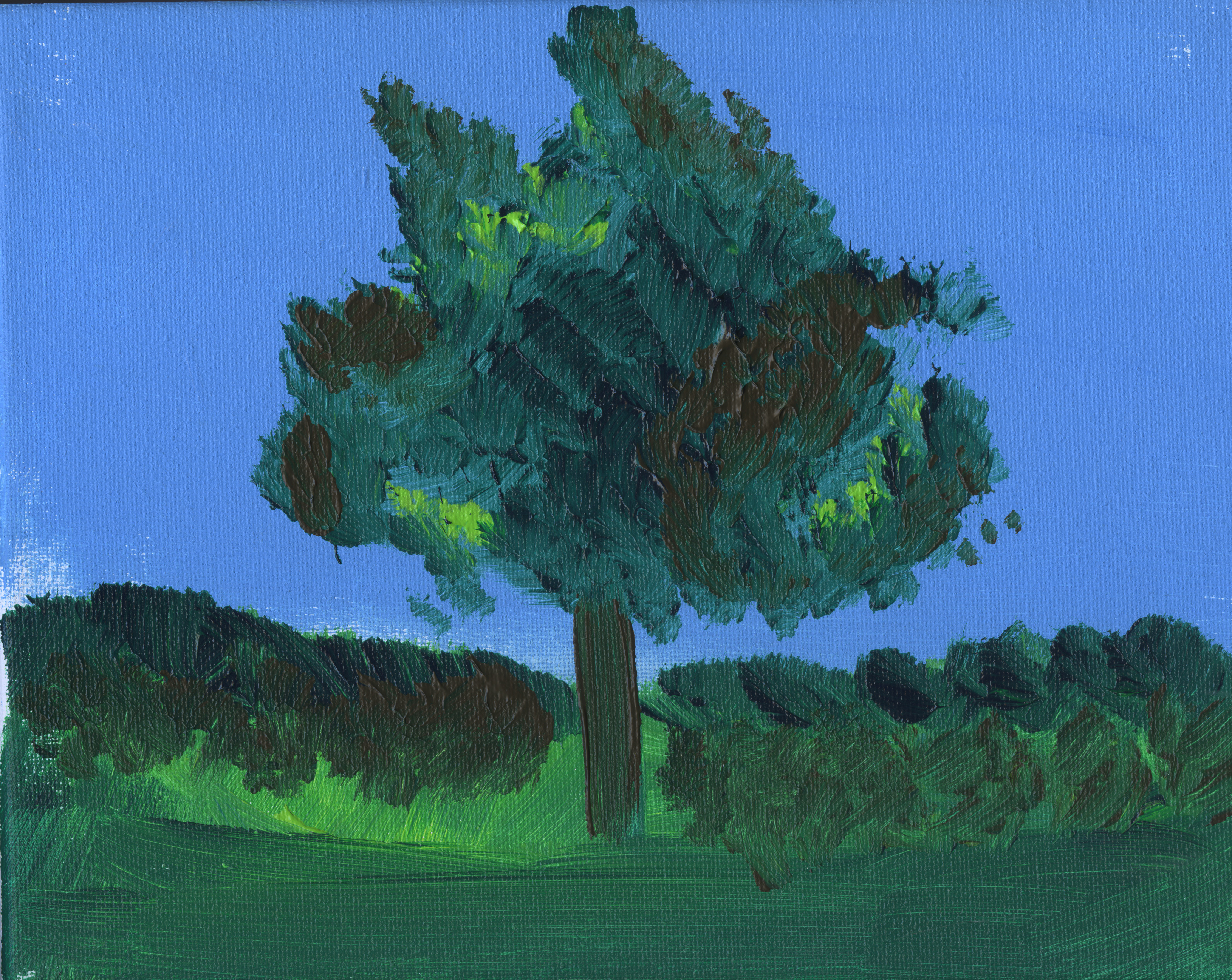 Elm tree in a pasture 