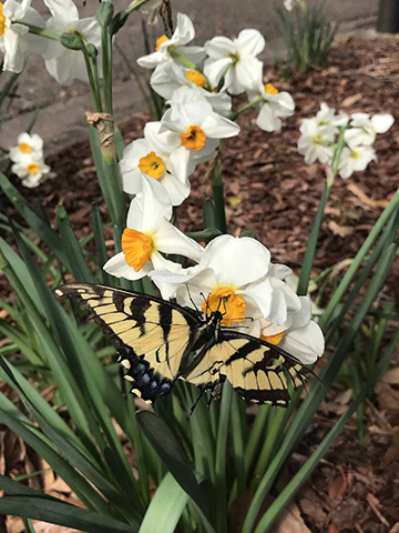 Photography of a butterfly on white flowers.