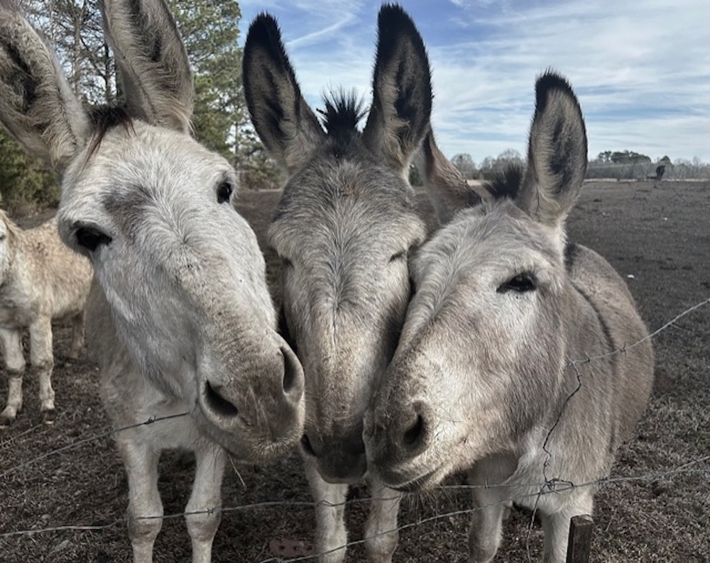 Photograph of several donkeys crowded by a barbed wire fence