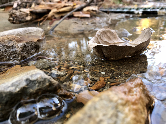 Color photograph of a close up of a brown leaf floating in water surrounded by pebbles and stones.