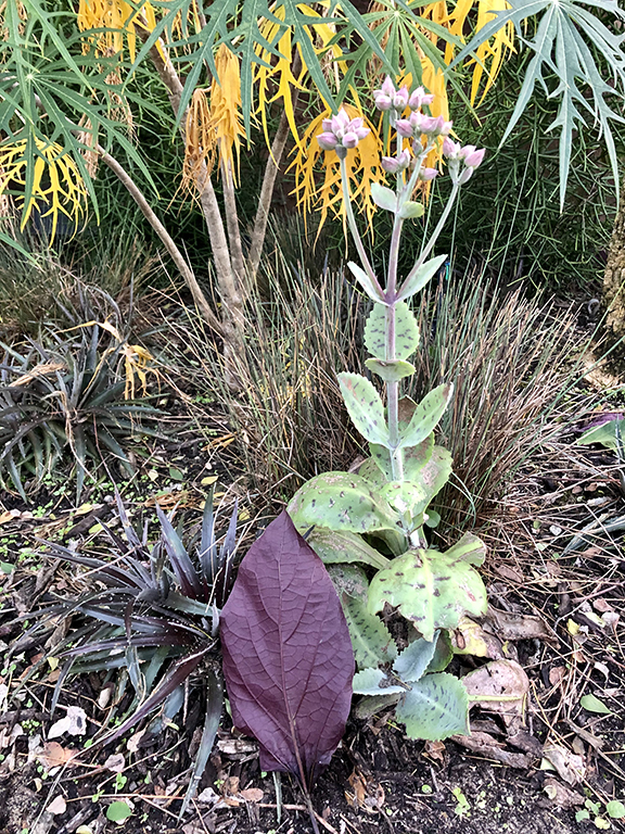 Photograph of a purple leaf on the ground in front of green and yellow foliage.